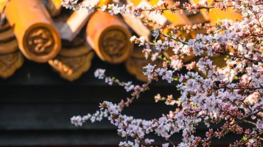 Bulanık arka planda güneş ışığı altında açan güzel beyaz bir çiçek.