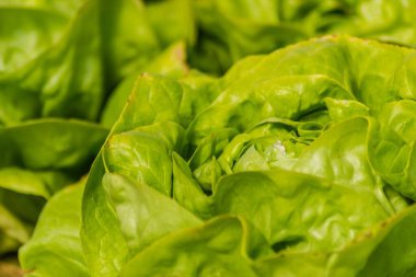 Bir seraya ekilmiş taze organik marul.