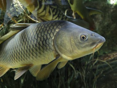 Cyprimus carpio carpio balığının yakın çekimi.