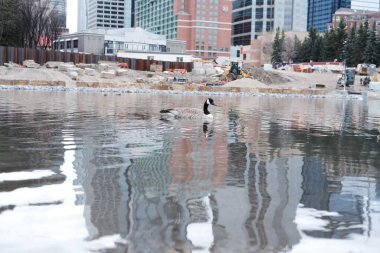 Kasvetli bir günde parkın gölünde yüzen bir kazın manzarası.