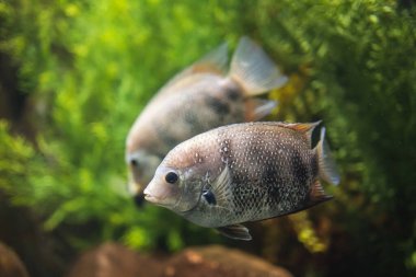 Suda yakın plan yeşil kromit (Etroplus suratensis) çekimi