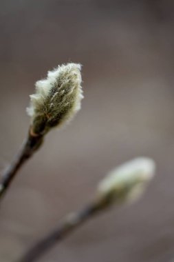 Powell Botanik Bahçeleri, Kingsville, Missouri