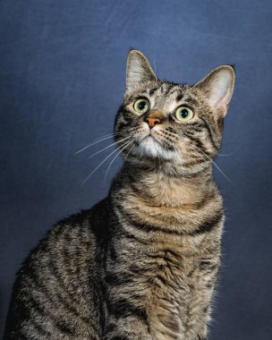 Meraklı Kedi Stüdyosu Hayvan Portresi