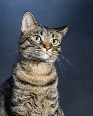 Meraklı Kedi Stüdyosu Hayvan Portresi