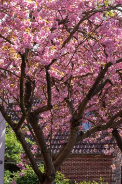 Çiçek açan kiraz ağaçlarının dikey görüntüsü.
