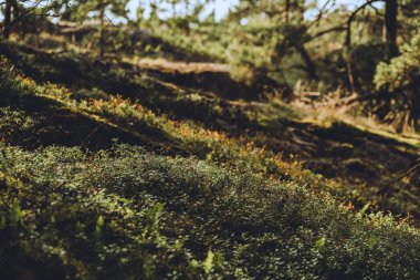 Gün batımında yeşil çimlerin yakın çekimi.