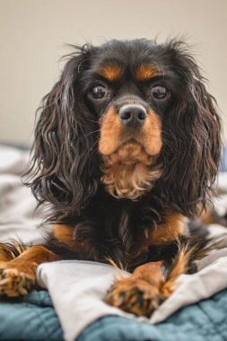 Şövalye Kral Charles Spaniel yatmaya hazır.