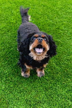 Siyah ve esmer Şövalye Kral Charles Spaniel oyunda..