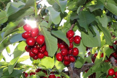 Kiraz çiftliğindeki ağaçta kiraz demetleri