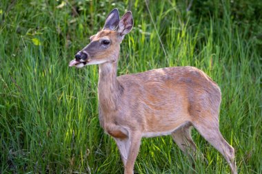 Doe dikkatle Güney Dakota 'daki Black Hills' te görüldü..