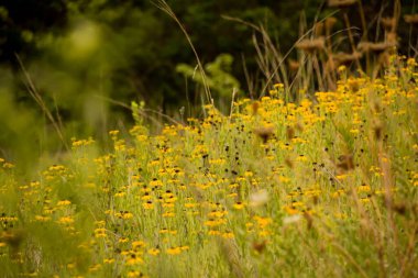 Bulanık bir arka planda, tepedeki sarı kır çiçeklerinin manzarası