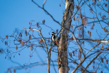 Büyük benekli ağaçkakan (Dendrocopos major) ağaç kabuğunda