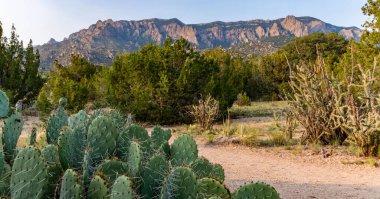 Sandia Dağları eteklerinde dikenli armut kaktüsü Elena Gallegos Açık Alan, Albuquerque, New Mexico.