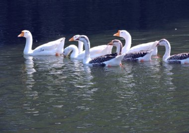 Gündüz vakti suyun üzerinde yüzen kazlar.