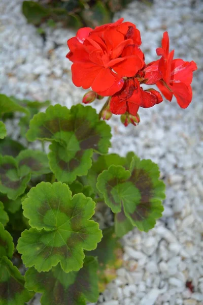 庭で成長している赤いペラルゴニウムの花の垂直ショット — ストック写真