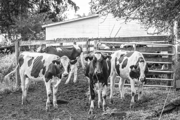 Una Escala Grises Una Manada Vacas Una Granja Con Edificio —  Fotos de Stock