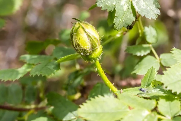 Een Closeup Shot Van Een Doornige Rose Knop — Stockfoto