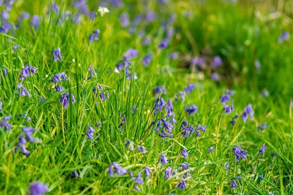 Eine Blauglocke Blüht Waldgarten — Stockfoto