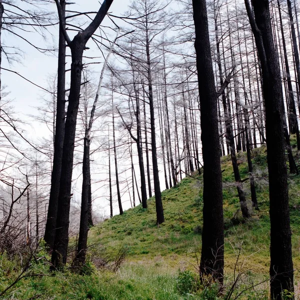 Floresta Densa Point Reyes National Seashore Califórnia — Fotografia de Stock