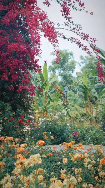 Tiro Vertical Rosas Laranja Crescendo Jardim Chengdu China — Fotografia de Stock