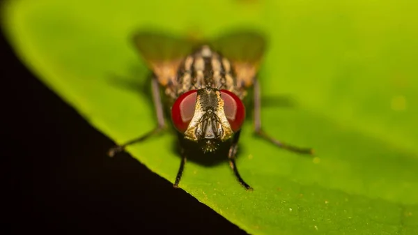 Makro Ujęcie Owocowej Muchy Czerwonymi Oczami Zielonym Liściu — Zdjęcie stockowe