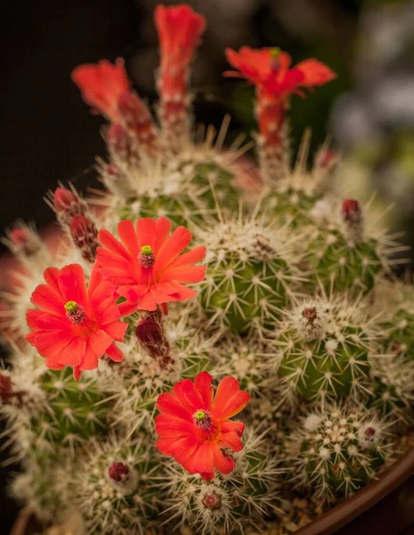 Primer Plano Cactus Crecimiento Con Flores Rojas Aisladas Fondo Borroso —  Fotos de Stock