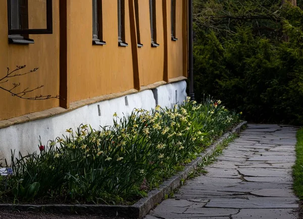 Güzel Yabani Nergis Çiçekleri Bir Binanın Arkası Ile Dar Kaldırım — Stok fotoğraf