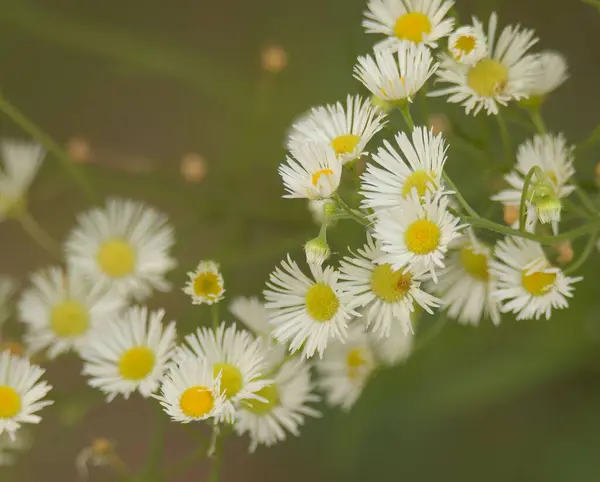 Primo Piano Matricaria Fiori Uno Sfondo Sfocato — Foto Stock