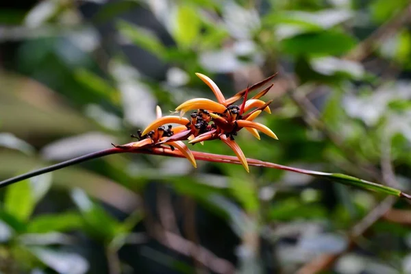 Μια Επιλεκτική Εστίαση Shot Του Phormium Tenax Amazonian Λουλούδι Ζούγκλα — Φωτογραφία Αρχείου