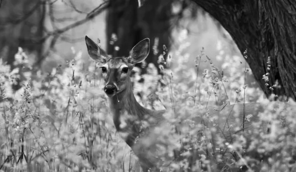 Gros Plan Beau Cerf Dans Forêt Noir Blanc — Photo