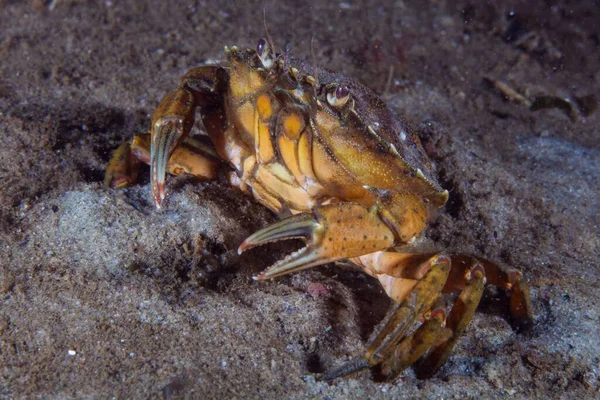 Closeup Beach Crab Underwater Baltic Sea Germany — Stock Photo, Image