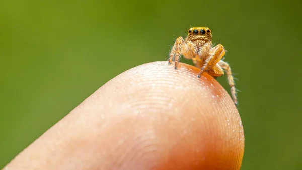 Een Macro Shot Van Een Kleine Gele Spin Een Vinger — Stockfoto