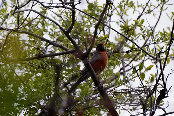 Close Robin Americano Empoleirado Ramo Uma Árvore Sem Folhas — Fotografia de Stock