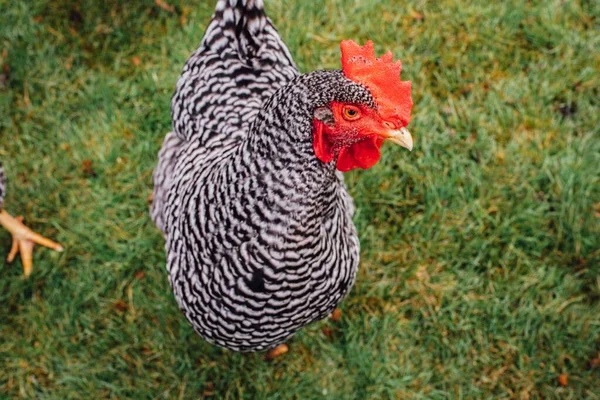 Portrait Barred Plymouth Rock Chicken Hen Green Grass — Stock Photo, Image