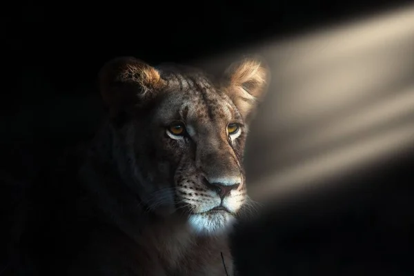 Lioness Portrait Dark Background — Stock Photo, Image