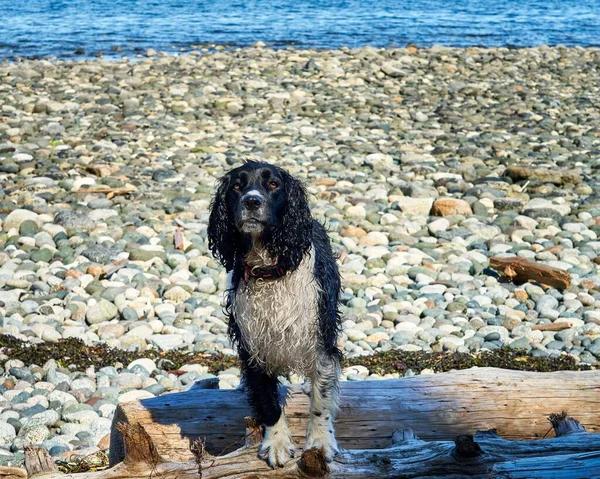 一只湿淋淋的猎狗站在海滩上的一根圆木上 — 图库照片