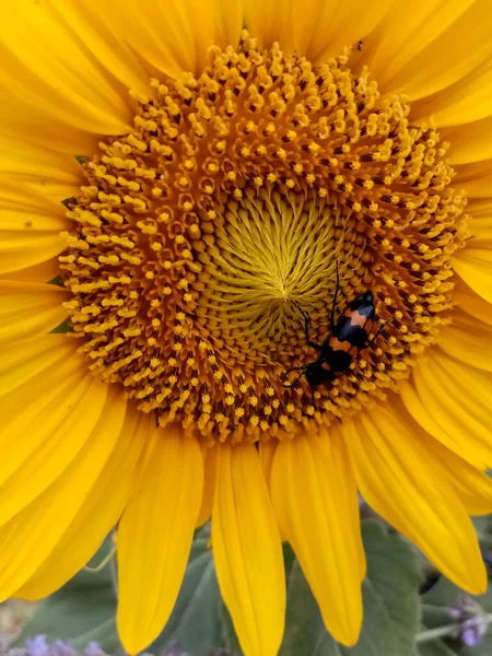 Eine Nahaufnahme Einer Sonnenblume Mit Einem Insekt Darin — Stockfoto