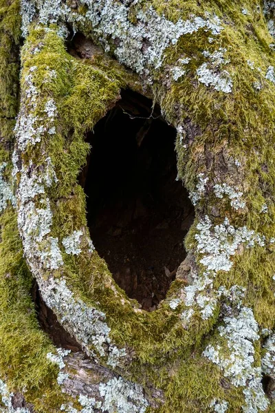 Tiro Vertical Árvore Oca Coberta Com Musgo — Fotografia de Stock