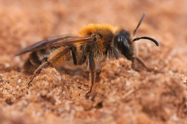 Close Uma Fêmea Adulta Rara Andrena Fulvata Burrowing Mining Bee — Fotografia de Stock