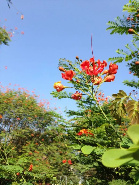 Vertikální Záběr Páva Květiny Zahradě Proti Modré Obloze — Stock fotografie