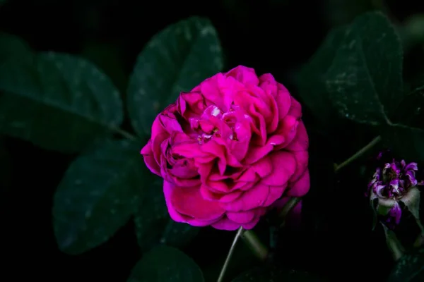 Tiro Close Uma Rosa Rosa Flor — Fotografia de Stock