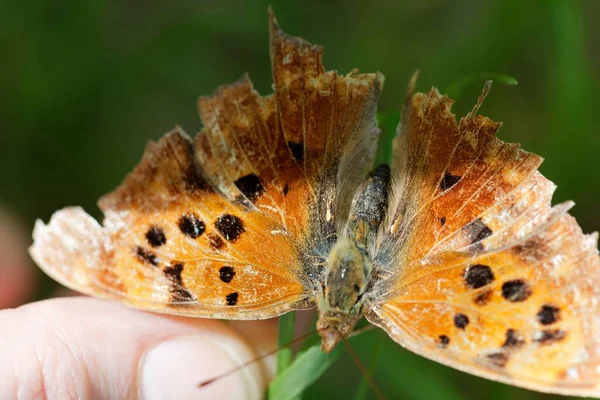 Uma Borboleta Laranja Com Pontos Pretos Polygonia Interrogationis Com Asas — Fotografia de Stock