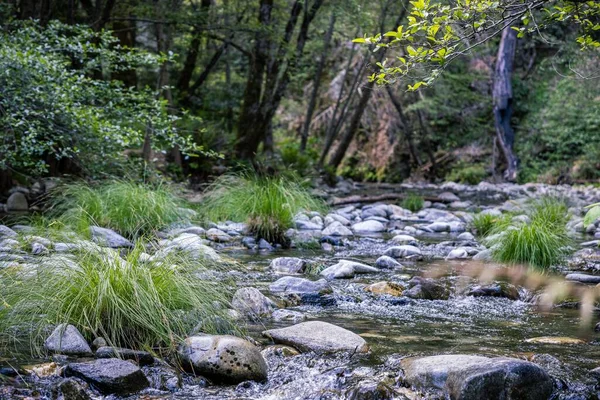 Sacco Rocce Fiume Tra Alberi Piante Una Foresta — Foto Stock