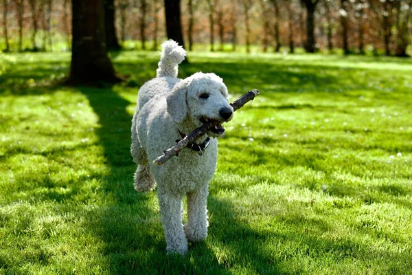 Closeup White Royal Poodle Holding Wooden Stick His Mouth Garden — Stock Photo, Image