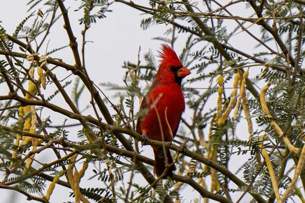 Closeup Red Bird Perching Tree — Stock Photo, Image