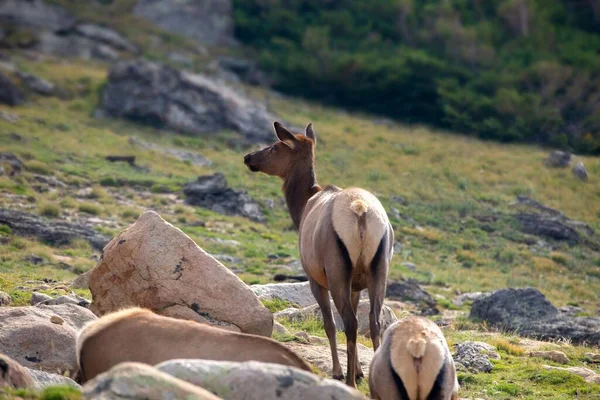 Young Bull Elk Colorado Rockies Morning High Mountain Meadow — Stock Photo, Image