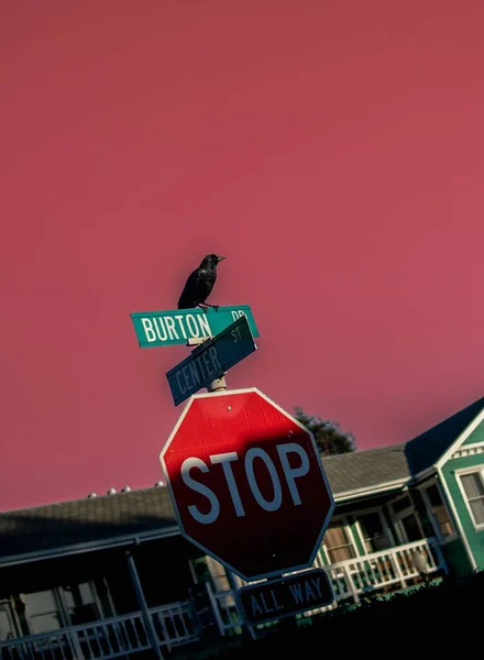 停在交通标志上的乌鸦的垂直特写照片 — 图库照片