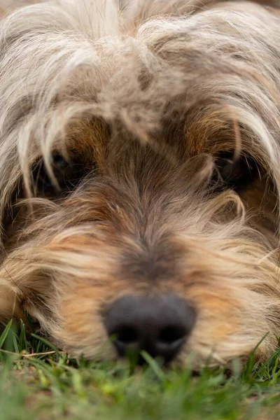 Yeşil Çimlerin Üzerinde Yatan Tüylü Tüylü Bir Yorkshire Terrier Köpeğinin — Stok fotoğraf
