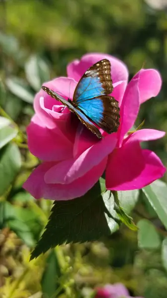 Beautiful Morpho Butterfly Pink Rose Garden Sunlight — Stock Photo, Image