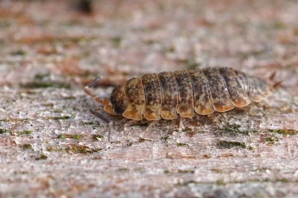 Крупный План Оранжевого Цвета Грубой Woudlouse Porcellio Scaber Сидя Дереве — стоковое фото